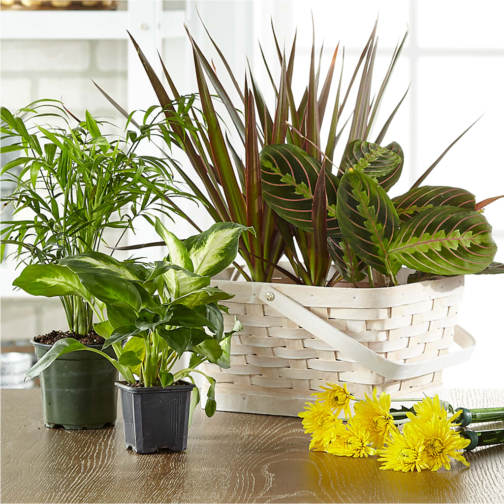 Florist Designed Blooming and Green Plants in a Basket – STEMZ FLORIST & TREASURES, Calgary AB