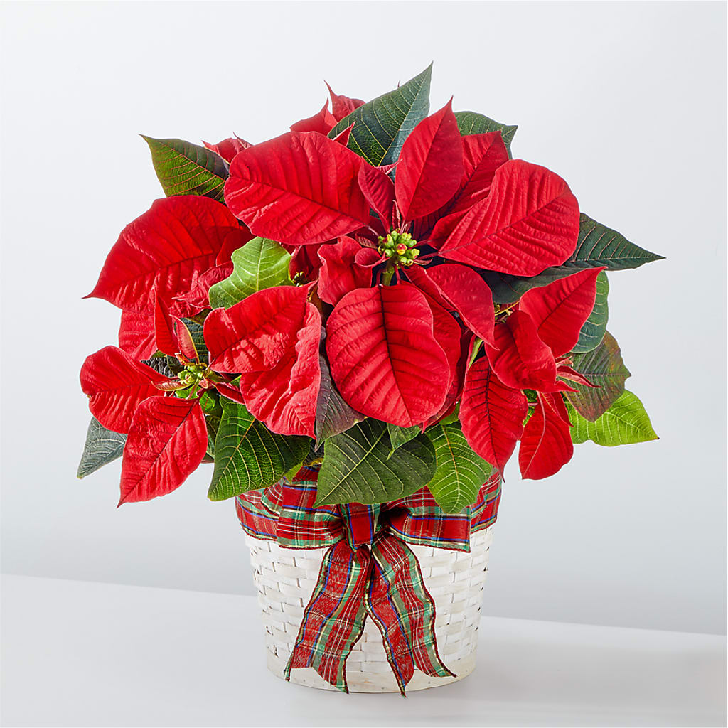 Happiest Holidays Poinsettia – STEMZ FLORIST & TREASURES, Calgary AB