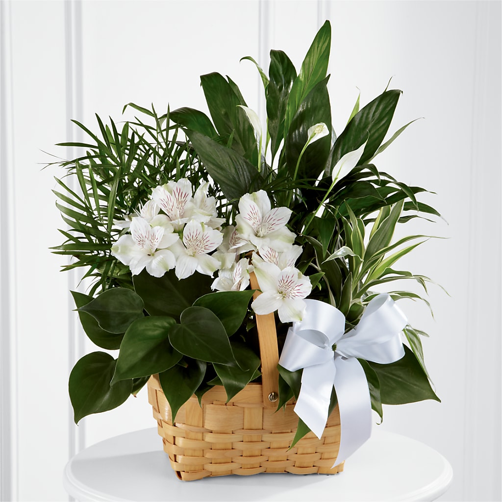 Peace & Serenity Dishgarden – STEMZ FLORIST & TREASURES, Calgary AB