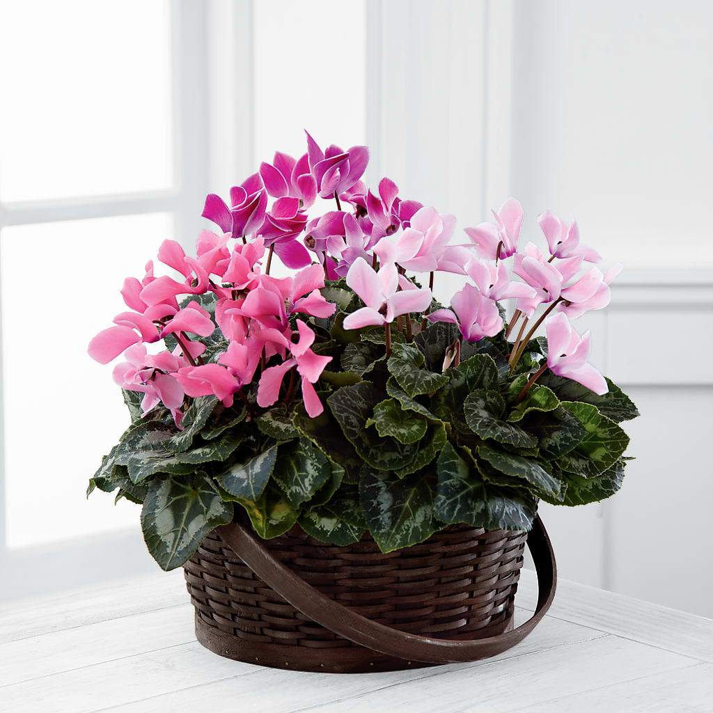 Mixed Cyclamen Planter – STEMZ FLORIST & TREASURES, Calgary AB
