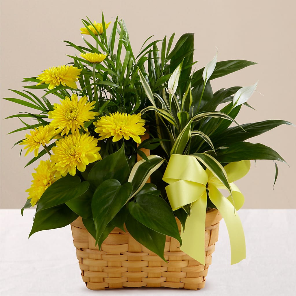 Loving Light Dishgarden – STEMZ FLORIST & TREASURES, Calgary AB