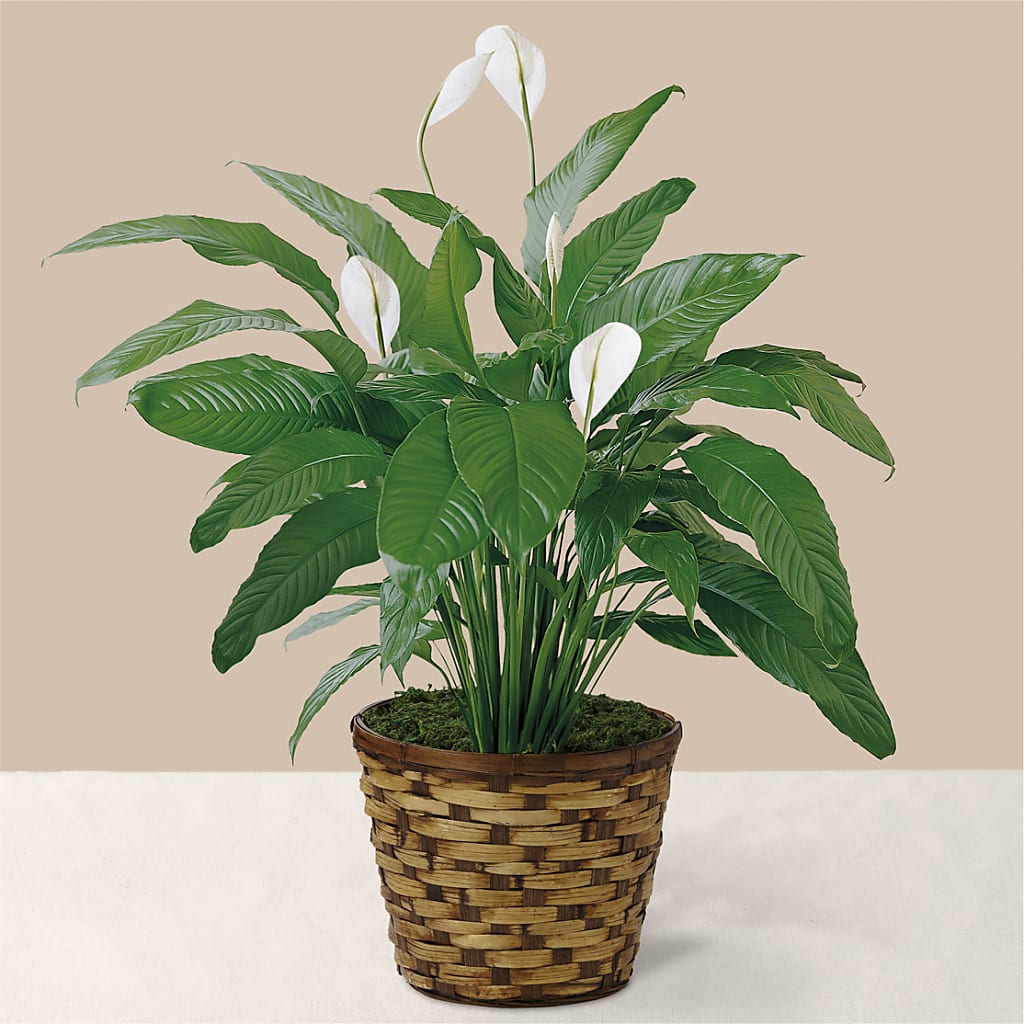 Tranquil Moments Peace Lily Plant – STEMZ FLORIST & TREASURES, Calgary AB