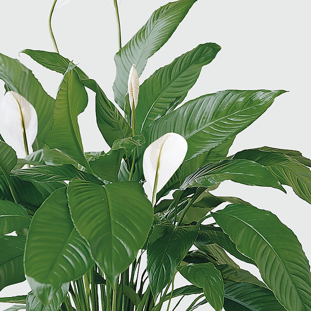 Tranquil Moments Peace Lily Plant – STEMZ FLORIST & TREASURES, Calgary AB