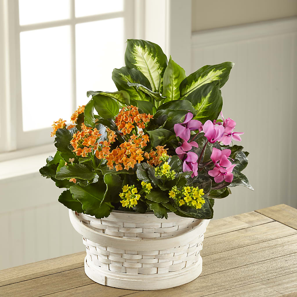 Color Crush Dishgarden – STEMZ FLORIST & TREASURES, Calgary AB