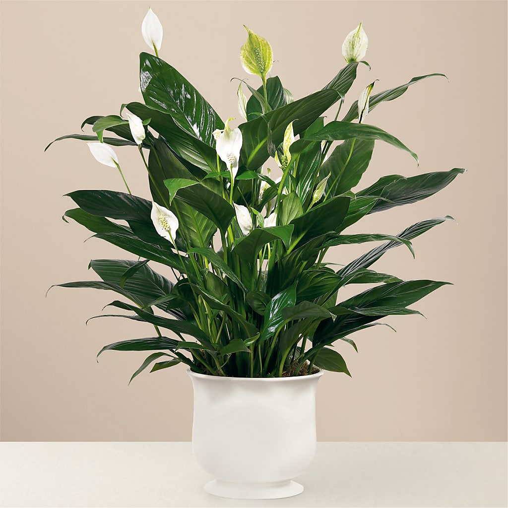 Comfort Planter – STEMZ FLORIST & TREASURES, Calgary AB