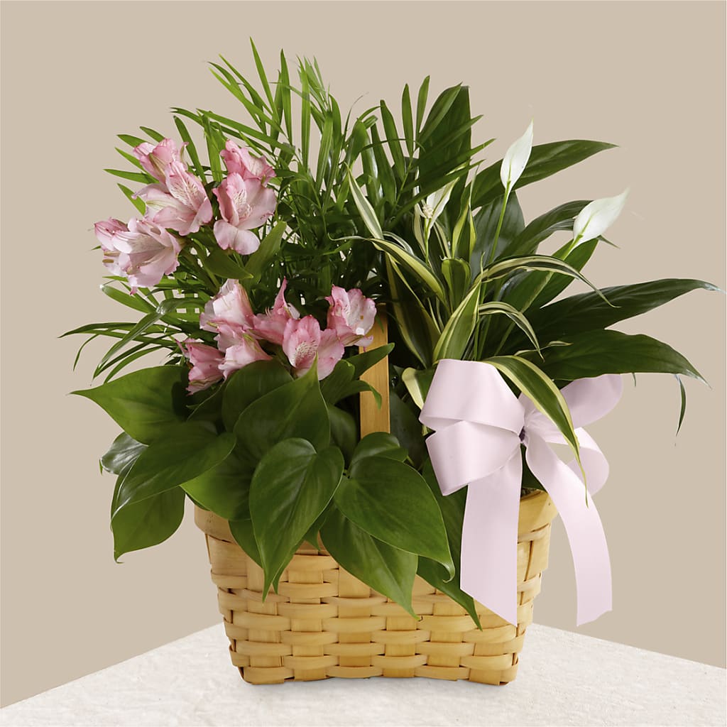 Living Spirit Dishgarden – STEMZ FLORIST & TREASURES, Calgary AB