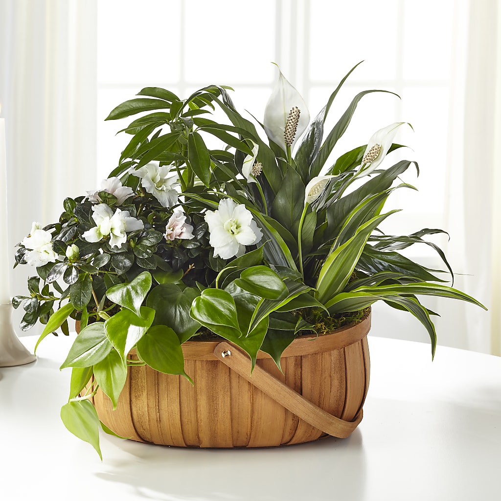 Serene Dishgarden – STEMZ FLORIST & TREASURES, Calgary AB