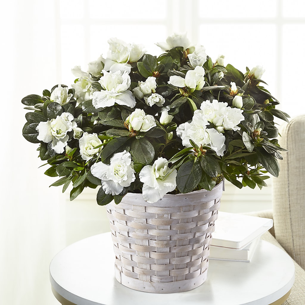 White Azalea Plant – STEMZ FLORIST & TREASURES, Calgary AB