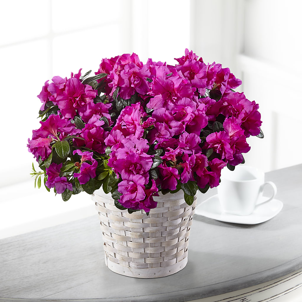 Hope & Serenity Azalea Plant – STEMZ FLORIST & TREASURES, Calgary AB