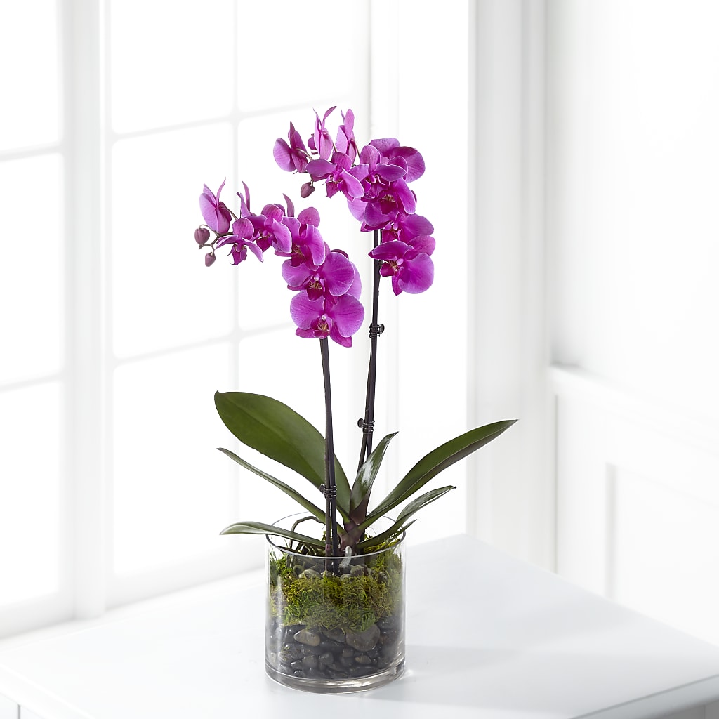 Pink Orchid Plant – STEMZ FLORIST & TREASURES, Calgary AB