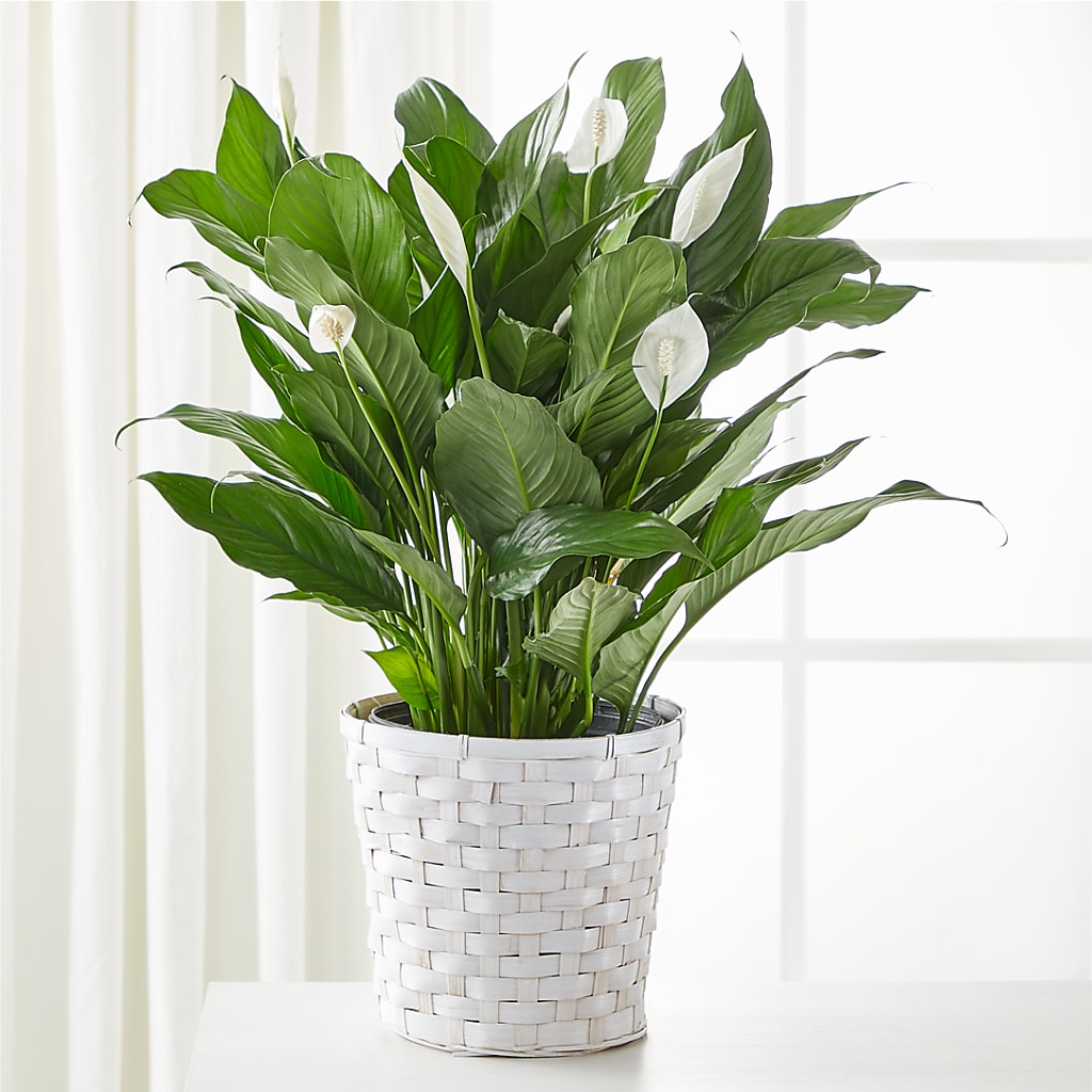 A New Leaf Peace Lily – STEMZ FLORIST & TREASURES, Calgary AB