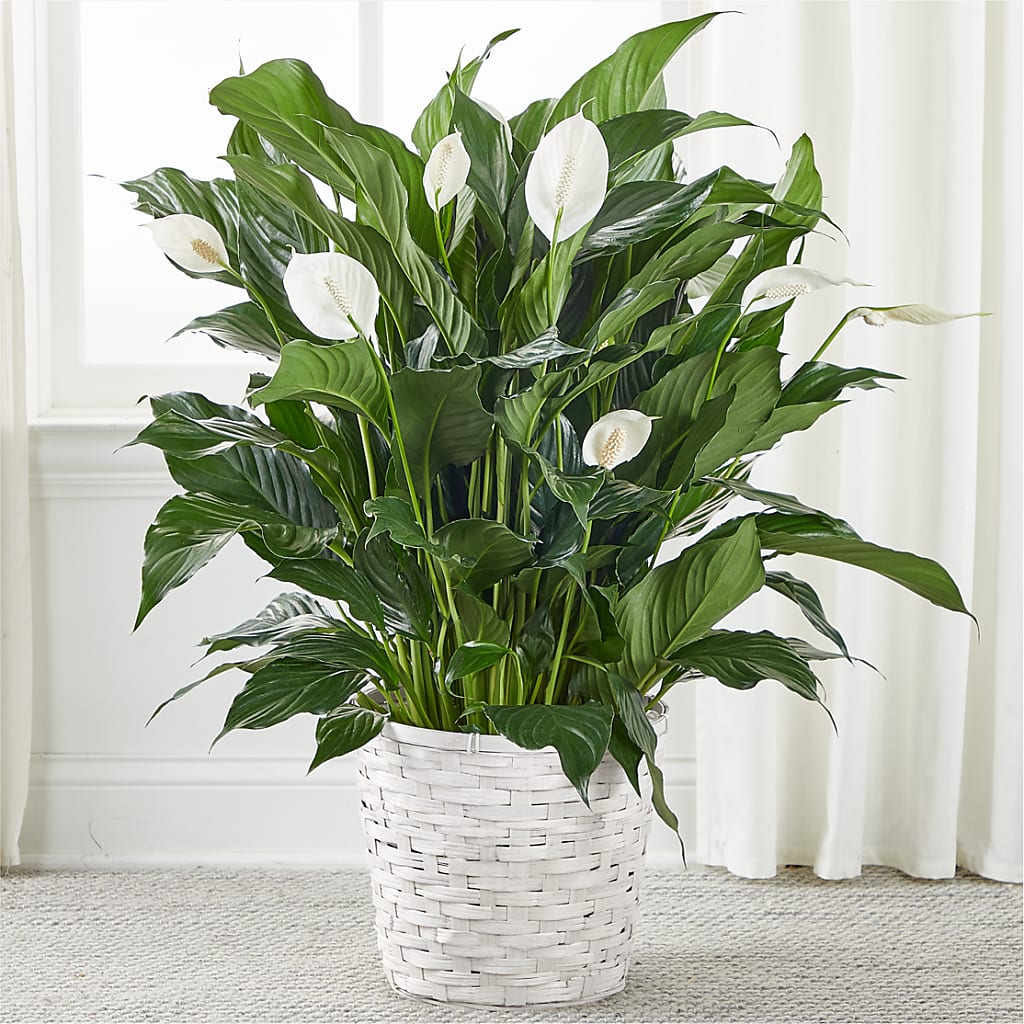 A New Leaf Peace Lily – STEMZ FLORIST & TREASURES, Calgary AB