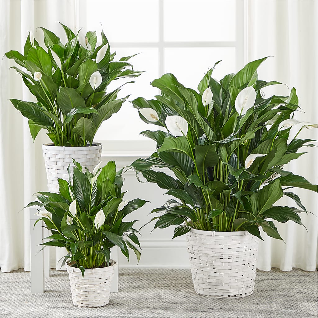A New Leaf Peace Lily – STEMZ FLORIST & TREASURES, Calgary AB