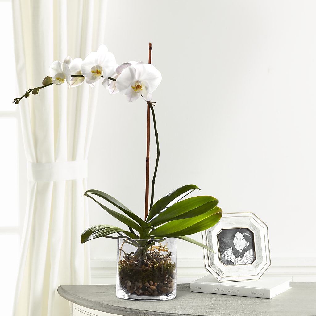 White Orchid Planter – STEMZ FLORIST & TREASURES, Calgary AB
