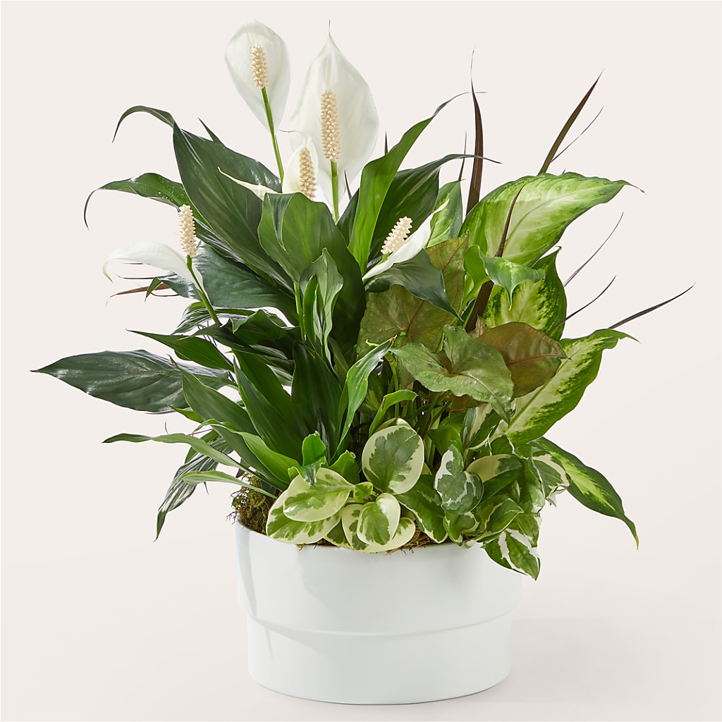 Radiating Positivity Dishgarden – STEMZ FLORIST & TREASURES, Calgary AB
