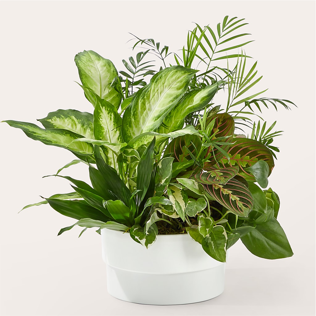 Radiating Positivity Dishgarden – STEMZ FLORIST & TREASURES, Calgary AB