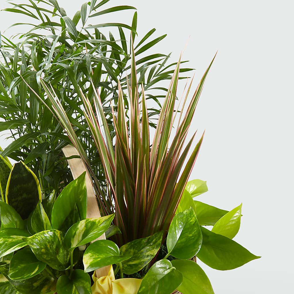 French Garden – STEMZ FLORIST & TREASURES, Calgary AB