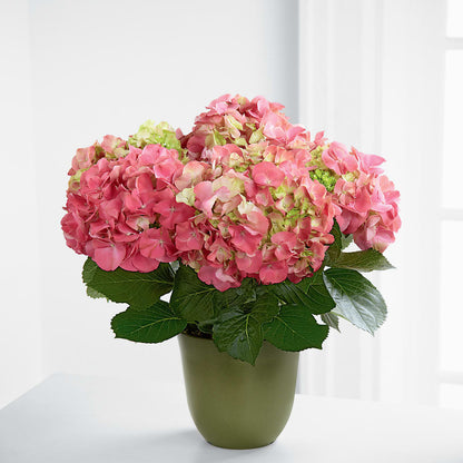 Pink Hydrangea Planter – STEMZ FLORIST & TREASURES, Calgary AB
