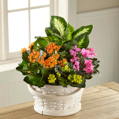 Color Crush Dishgarden – STEMZ FLORIST & TREASURES, Calgary AB
