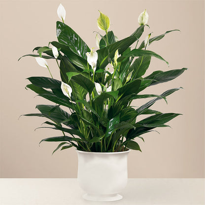 Comfort Planter – STEMZ FLORIST & TREASURES, Calgary AB