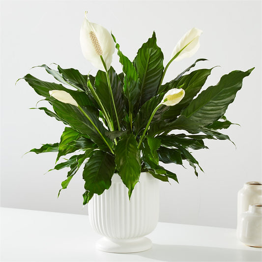 Comfort Planter – STEMZ FLORIST & TREASURES, Calgary AB