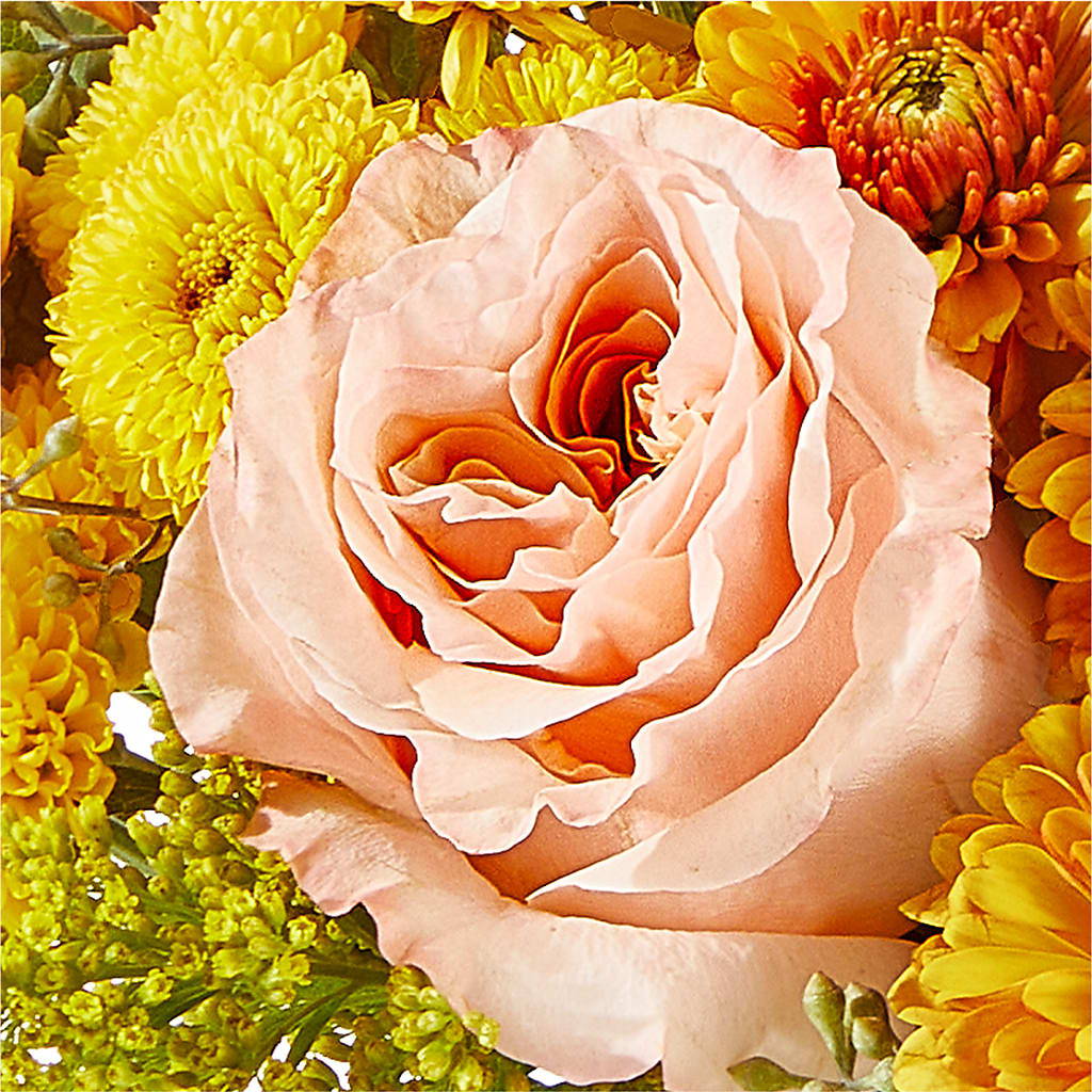 Peachy Pumpkin – STEMZ FLORIST & TREASURES, Calgary AB