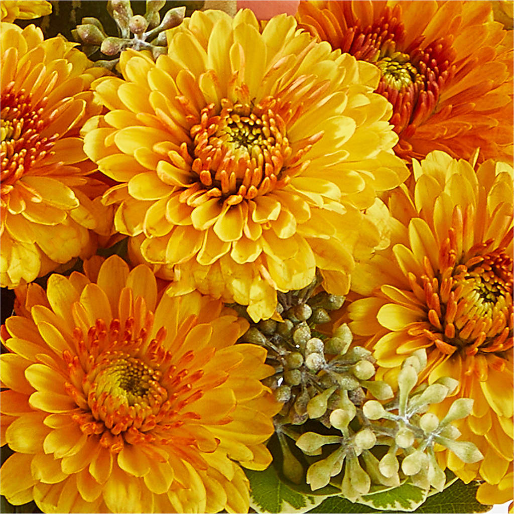 Peachy Pumpkin – STEMZ FLORIST & TREASURES, Calgary AB