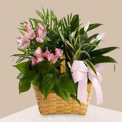 Living Spirit Dishgarden – STEMZ FLORIST & TREASURES, Calgary AB