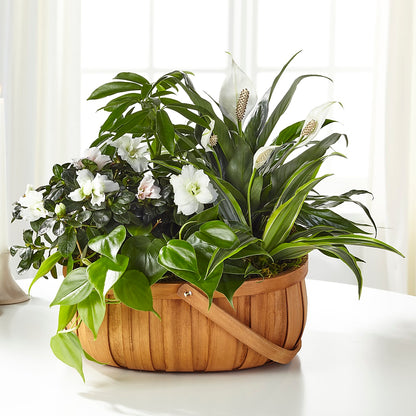 Serene Dishgarden – STEMZ FLORIST & TREASURES, Calgary AB