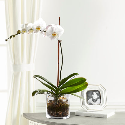 White Orchid Planter – STEMZ FLORIST & TREASURES, Calgary AB