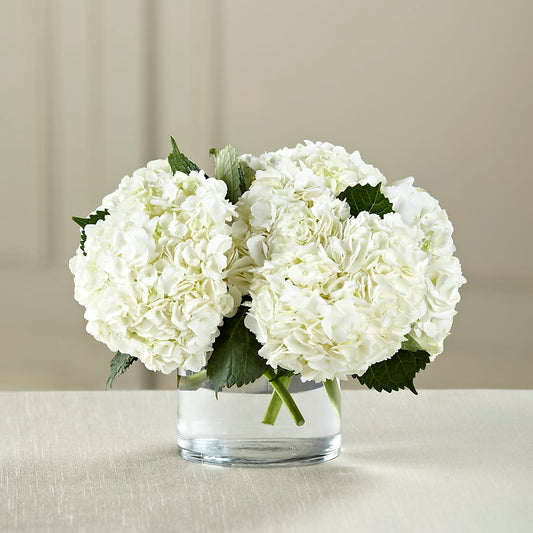 Bouquet d'hortensias blancs